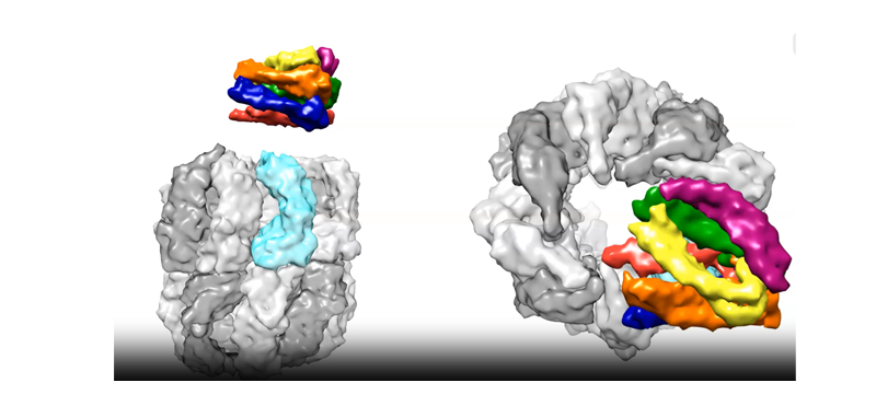 Molecular mechanisms of protein binding and conformational change
